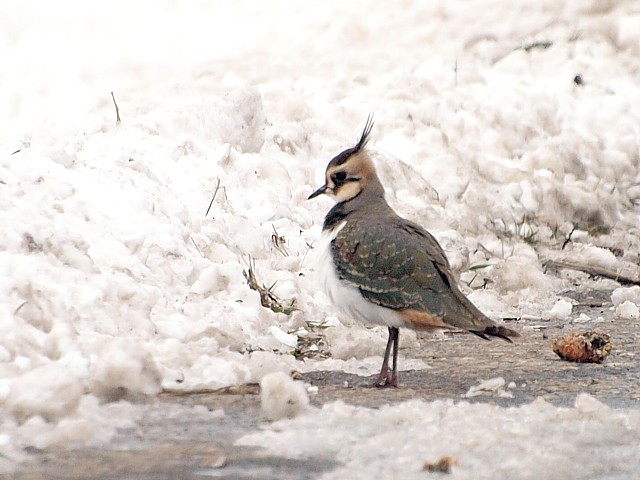 Vanneau hupp en hiver