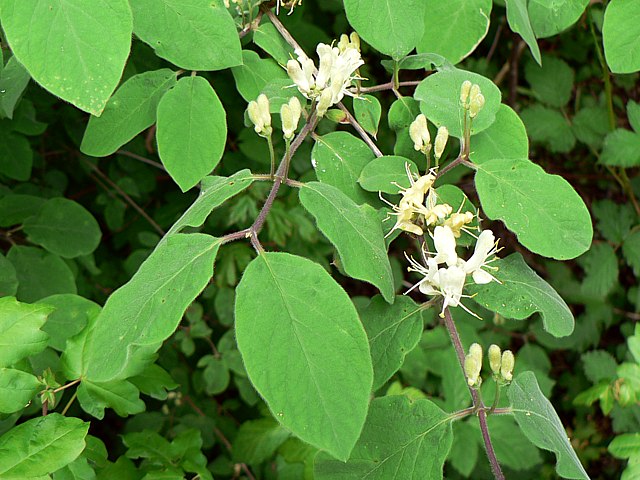 Chvrefeuille  balais, lonicera xylosteum