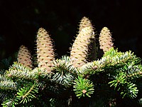 Epicéa, picea abies