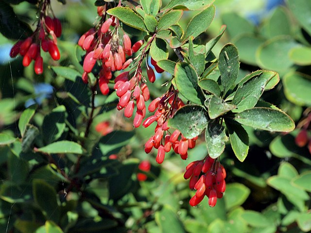 Epine-vinette, berberis vulgaris