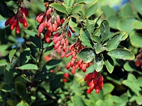 Epine-vinette, berberis vulgaris