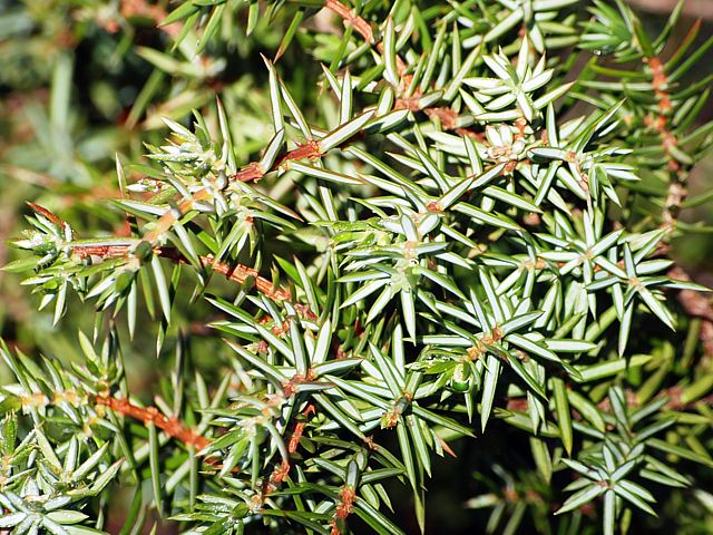 Genvrier commun, juniperus communis