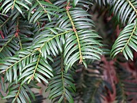 If, taxus baccata