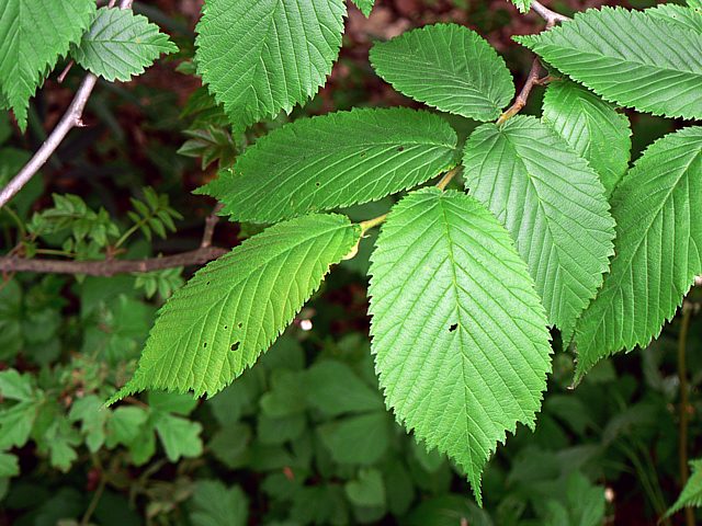 Orme champtre, ulmus minor