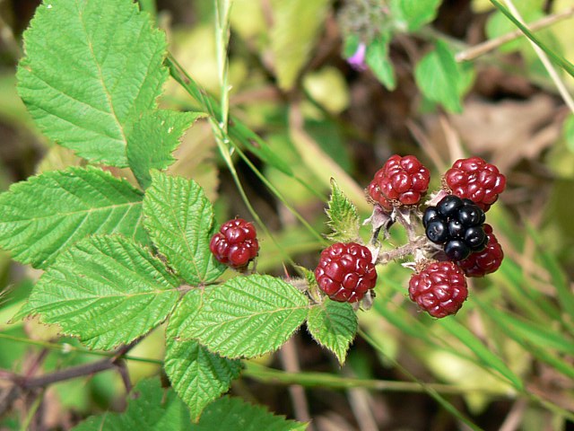 Ronce des bois, mres