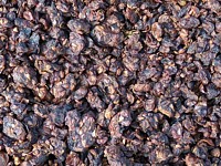 Grappes de raisin équeutées