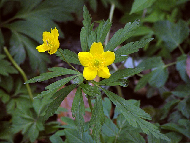 Anmone fausse-renoncule - anemone ranunculoides