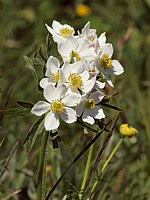 Anémone à fleurs de narcisses, anemone narcissiflora