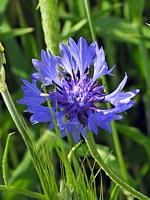 Bleuet, centaurea cyanus