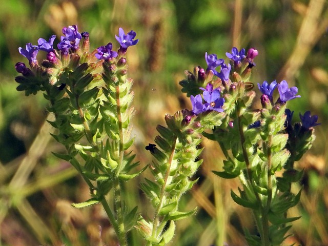 Buglosse des champs, anchusa arvensis
