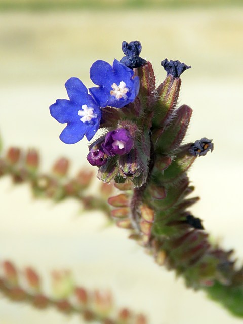 Buglosse des champs, anchusa arvensis