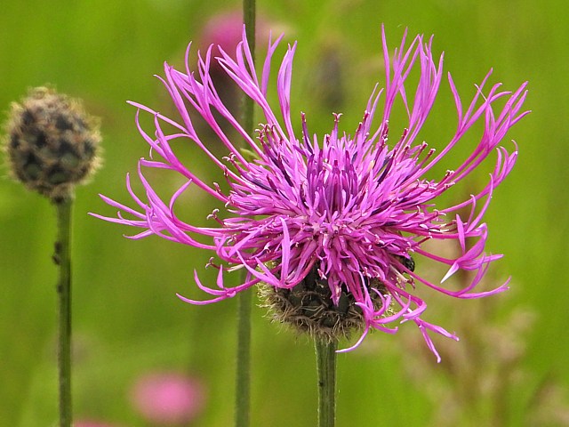 Centaure scabieuse, centaurea scabiosa