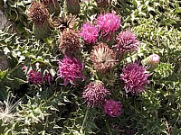 Chardon pench� - carduus nutans