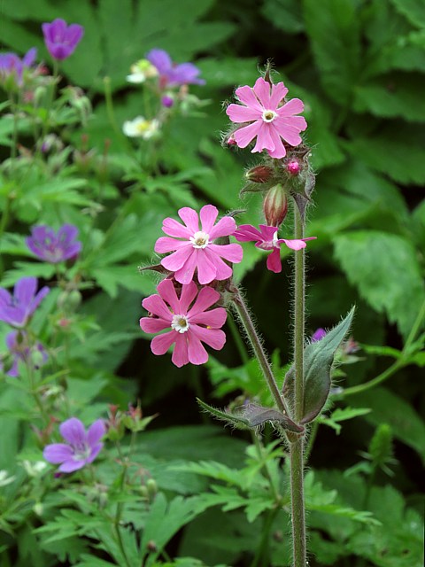 Compagnon rouge, silene dioica