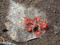 Droséra, rossolis, drosera rotundifolia