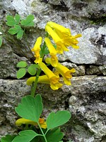 Fumeterre jaune, pseudofumaria lutea