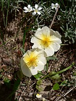Hélianthème blanchâtre, helianthemum canum