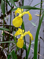 Iris des marais ou iris jaune, iris pseudacorus