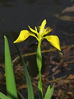 Iris des marais ou iris jaune