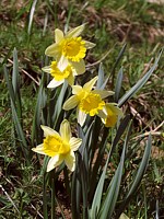 Narcisse jaune, narcissus pseudonarcissus