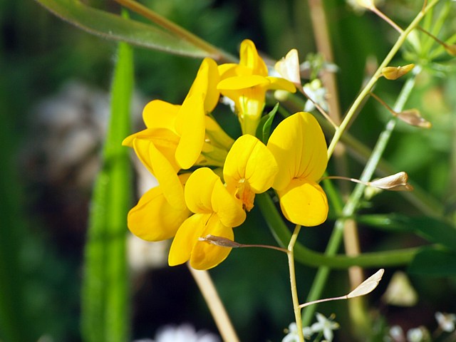 Lotier corniculé, lotus corniculatus