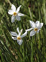 Narcisse à fleurs rayonnantes, narcissus radiiflorus