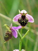 Ophris bourdon, ophrys fuciflora