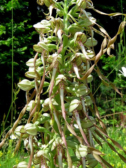 Orchis bouc, himantoglossum hircinum