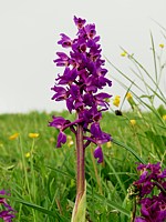 Orchis mâle, orchis mascula