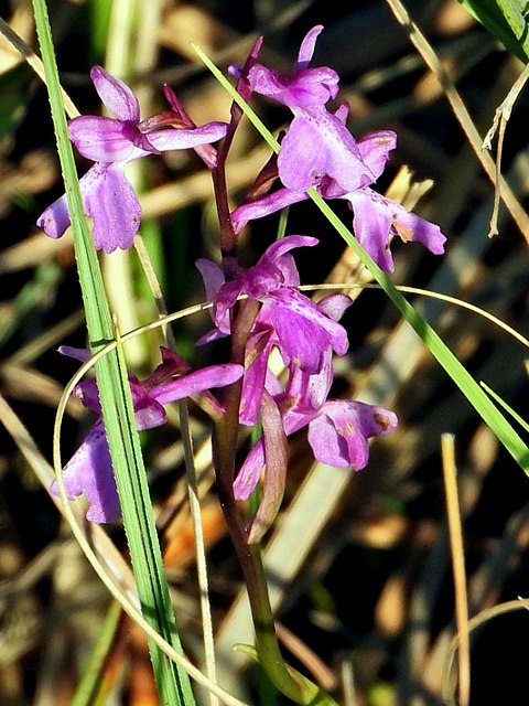 Orchis des marais, orchis palustris