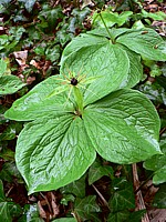 Parisette à quatre feuilles, paris quadrifolia