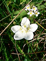 Parnassie des marais, parnassia palustris