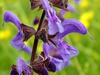 Sauge des prés, salvia pratensis