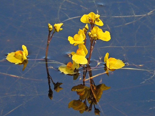 Utriculaire nglige, utricularia australis