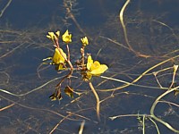 Utriculaire négligée, utricularia australis