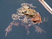 Crapaud commun