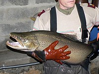 Truite du lac