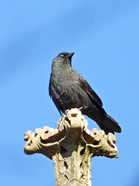 Choucas des tours au chteau