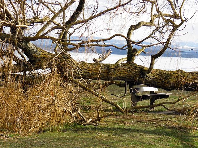 Arbre couché sur un banc