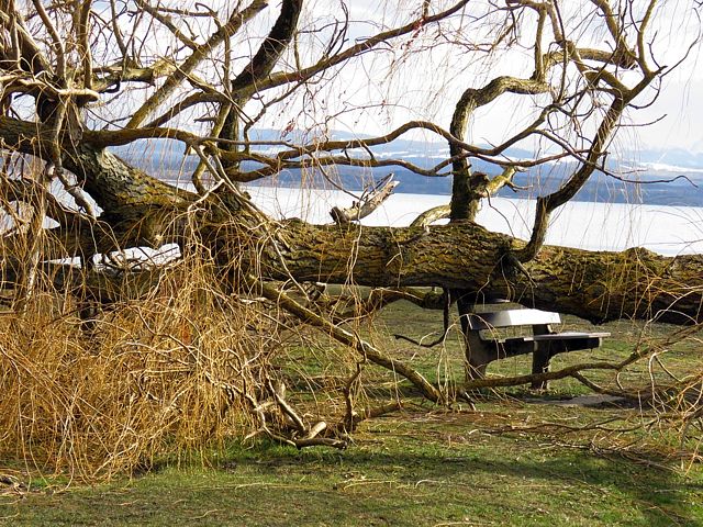 Arbre couch sur un banc