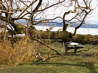 Arbre couché à Auvernier