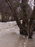 Des arbres dans l'eau