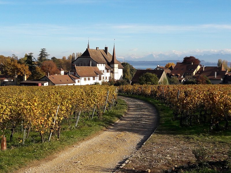 Vignoble du ch�teau d'Auvernier