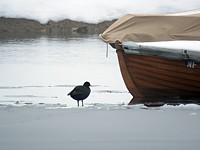 Foulque solitaire au port d'Auvernier