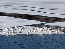 Comme en Antarctique