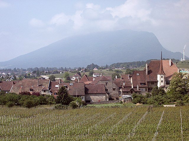 Auvernier dans le vignoble