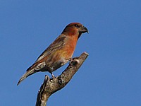 Bec-croisé des sapins