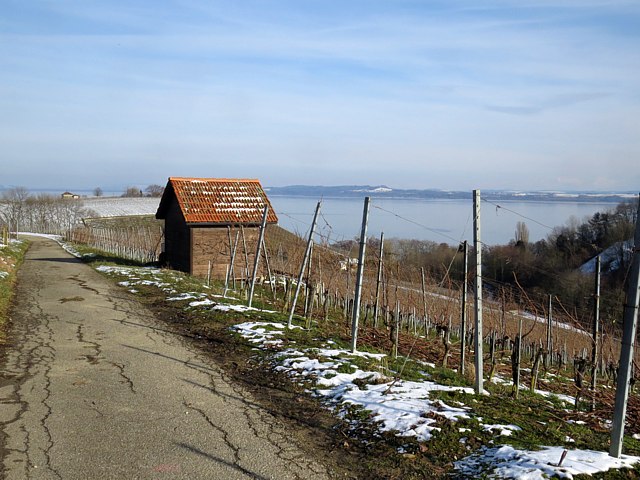 Vignoble  Bevaix en hiver