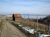 Le vignoble à Bevaix est au repos