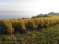 Bôle et son vignoble